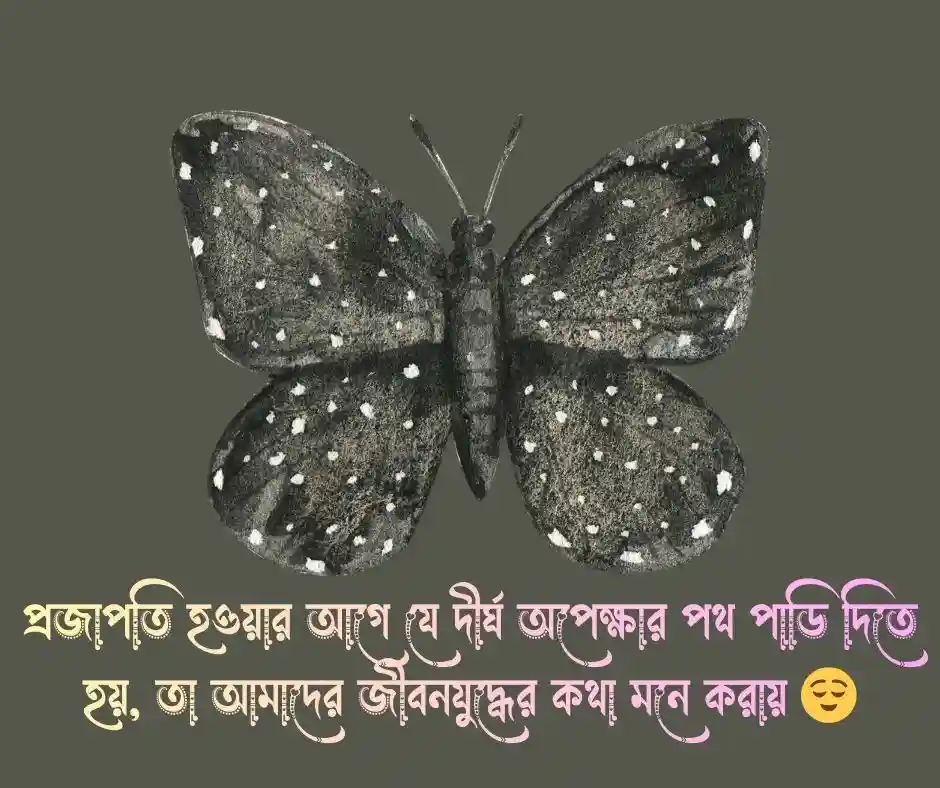 প্রজাপতি নিয়ে ক্যাপশন প্রজাপতি নিয়ে স্ট্যাটাস
