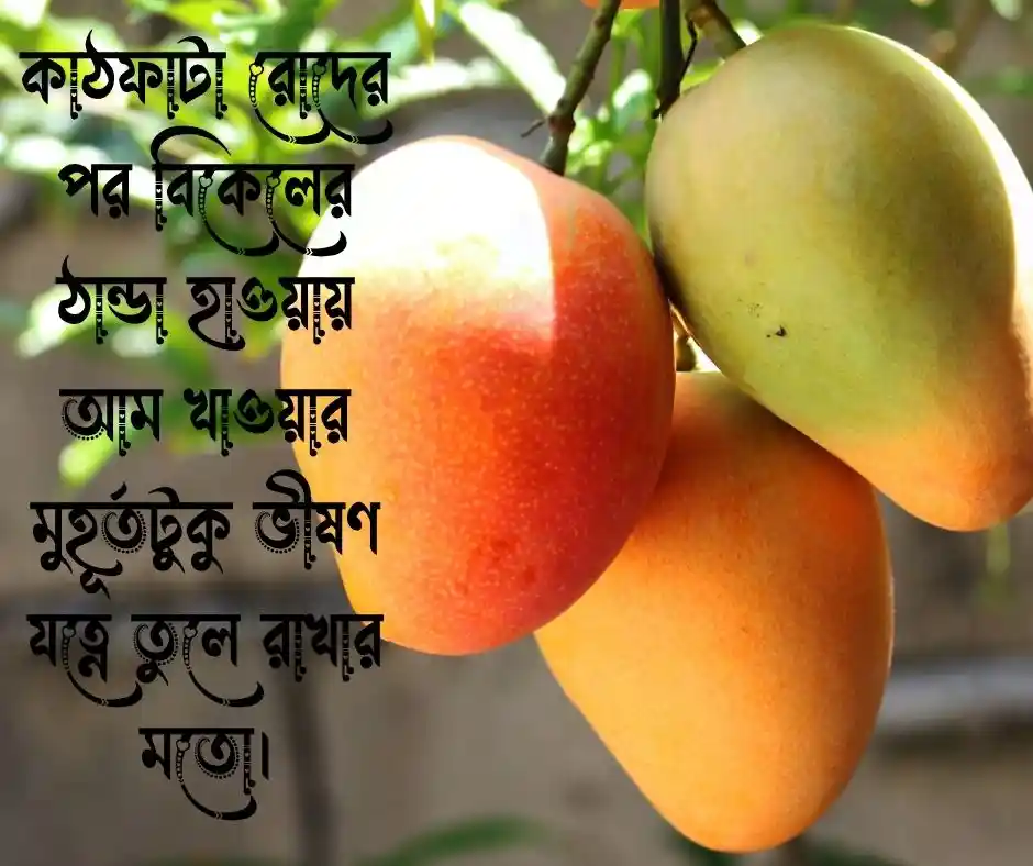 আম নিয়ে ক্যাপশন