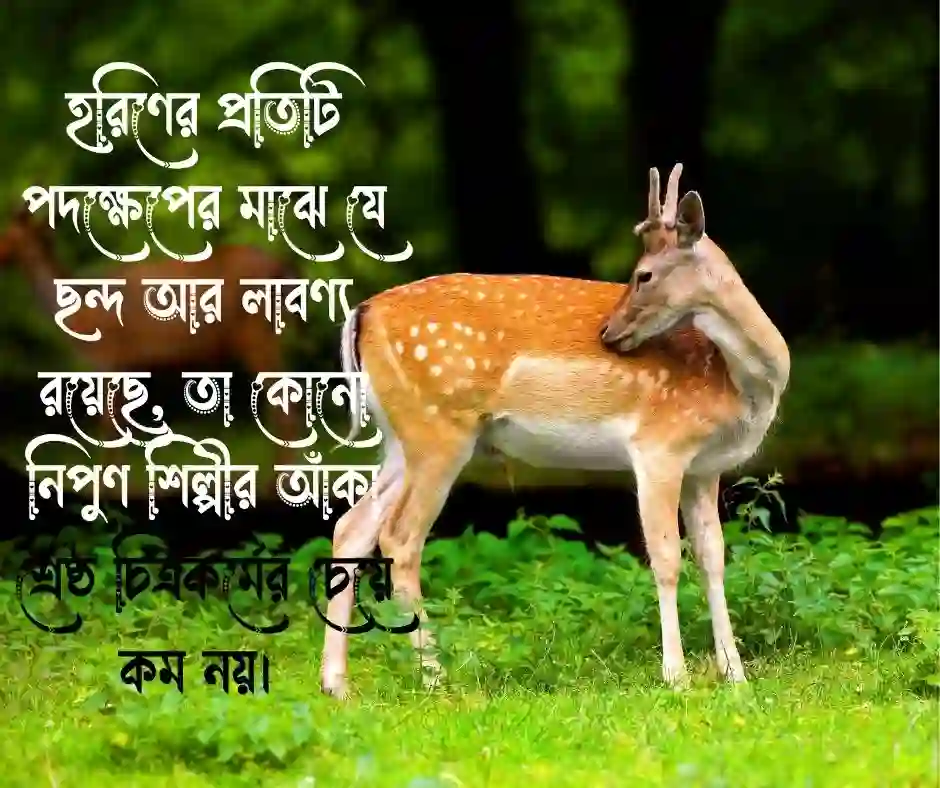 হরিণ নিয়ে উক্তি