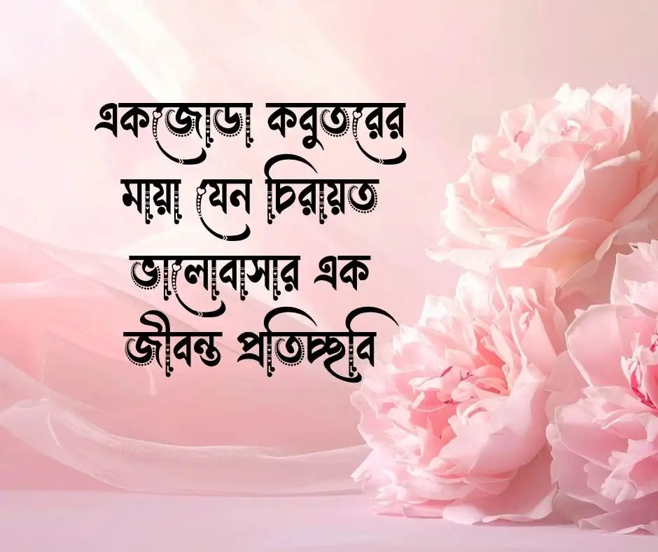 কবুতর নিয়ে ক্যাপশন