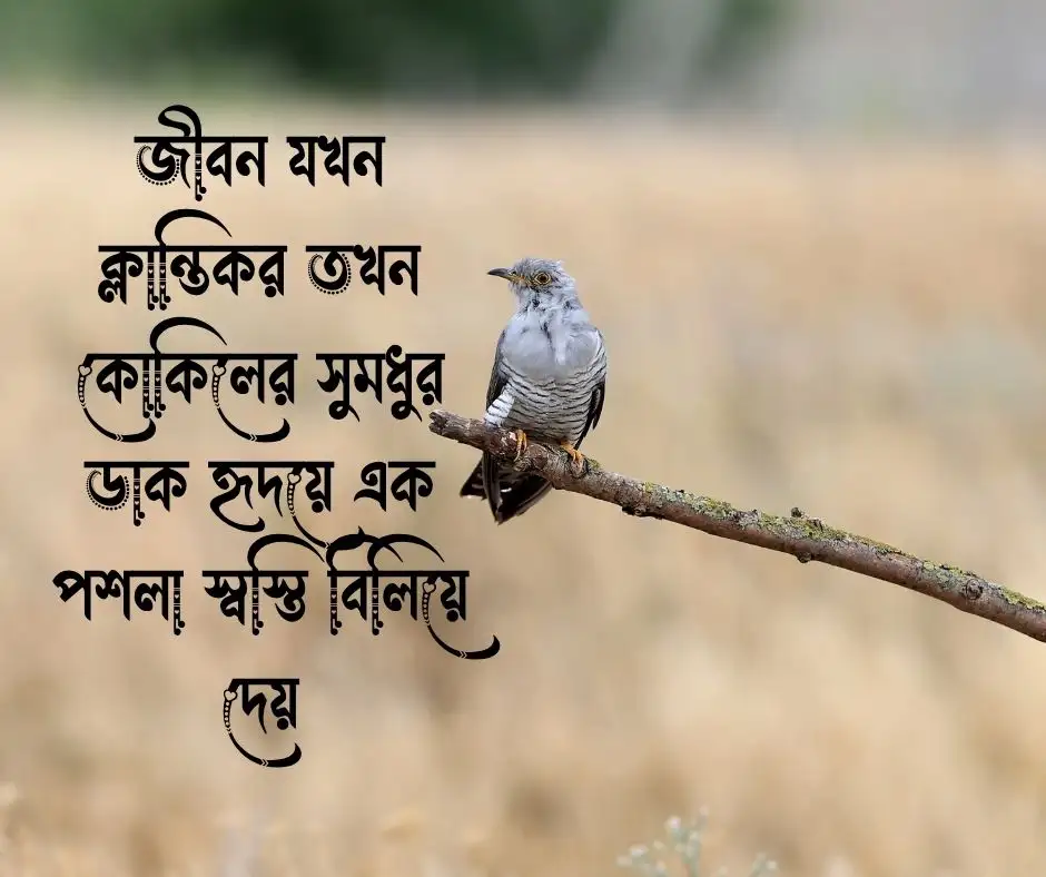 কোকিল নিয়ে উক্তি
