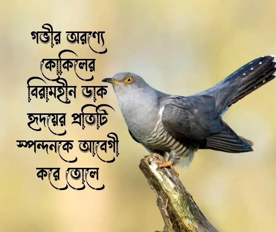 কোকিল নিয়ে ক্যাপশন