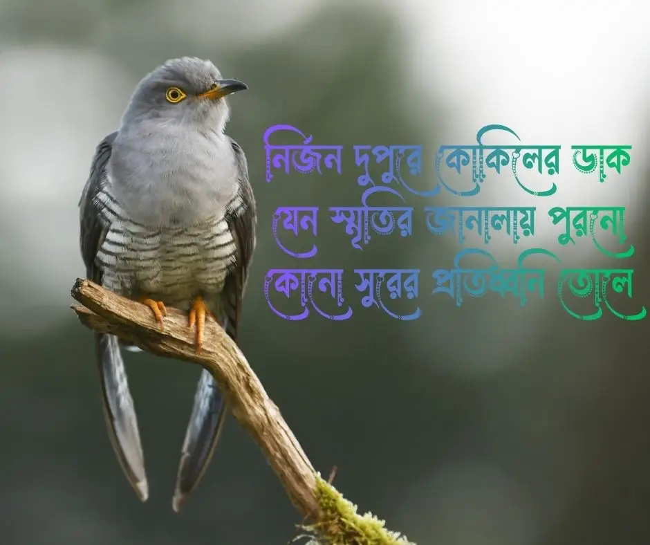 কোকিল নিয়ে ক্যাপশন