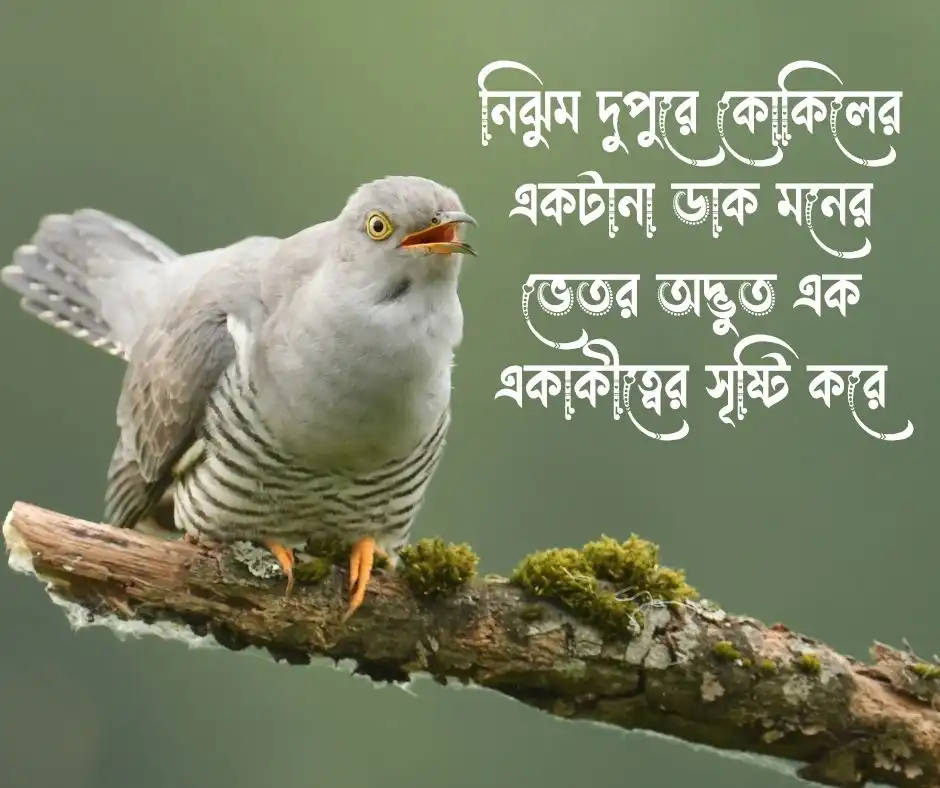কোকিল নিয়ে স্ট্যাটাস